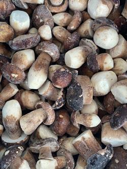 DANTI PORCINO EXTRA 5Kg